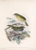 Aves Pl 13 - Frederick DuCane Godman — visning af kunstværket