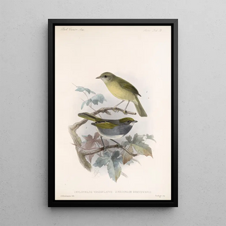 Frederick DuCane Godman - Aves Pl 13.webp