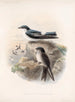 Aves Pl 15 - Frederick DuCane Godman — visning af kunstværket