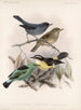 Aves Pl 16 - Frederick DuCane Godman — visning af kunstværket
