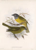 Aves Pl 21 - Frederick DuCane Godman — visning af kunstværket