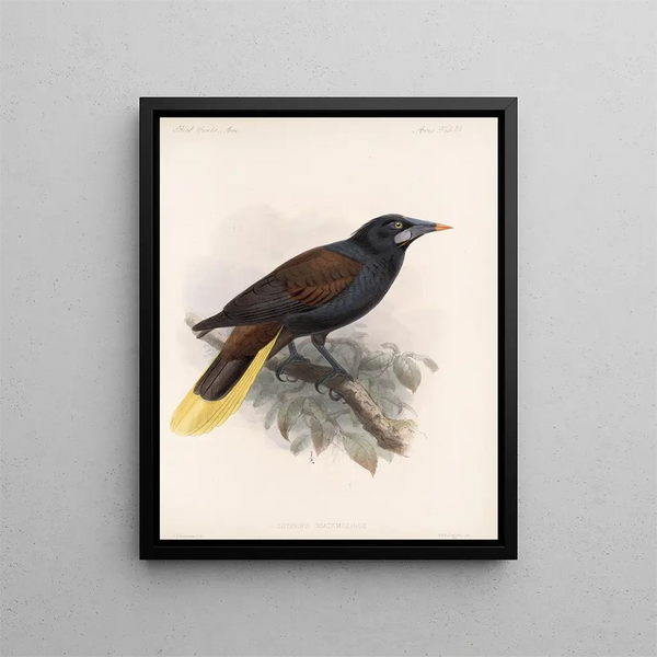 Frederick DuCane Godman - Aves Pl 33.webp