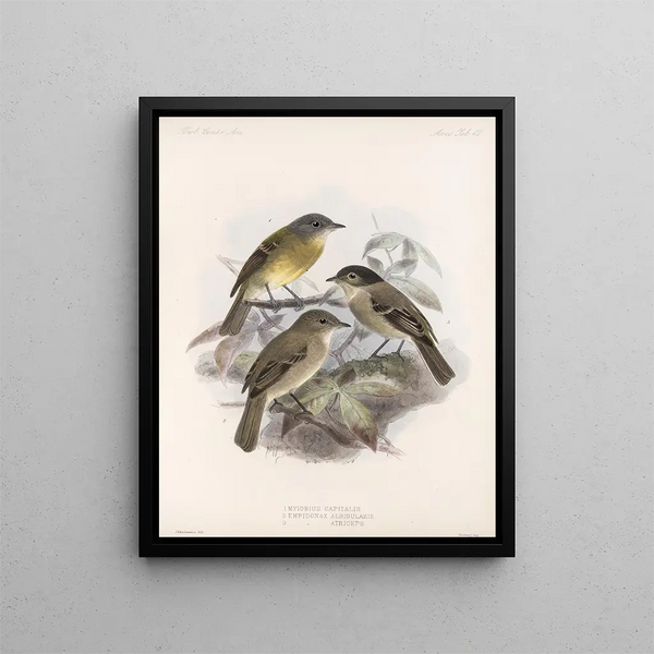 Frederick DuCane Godman - Aves Pl 41.webp