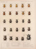Insekter Coleoptera Pl 018 - Frederick Du Cane Godman — visning af kunstværket