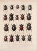 Insekter Coleoptera Pl 019 - Frederick Du Cane Godman — visning af kunstværket