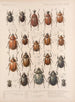 Insekter Coleoptera Pl 020 - Frederick Du Cane Godman — visning af kunstværket