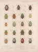 Insekter Coleoptera Pl 022 - Frederick Du Cane Godman — visning af kunstværket