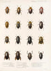 Insecta Coleoptera Pl 038 - Frederick DuCane Godman — visning af kunstværket