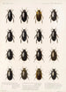Insecta Coleoptera Pl 039 - Frederick DuCane Godman — visning af kunstværket