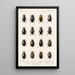 Insecta Coleoptera Pl 039 - Frederick DuCane Godman — indrammet kunstværk på væggen