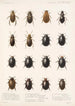 Insecta Coleoptera Pl 040 - Frederick DuCane Godman — visning af kunstværket