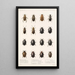 Insecta Coleoptera Pl 040 - Frederick DuCane Godman — indrammet kunstværk på væggen