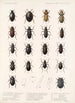 Insecta Coleoptera Pl 041 - Frederick DuCane Godman — visning af kunstværket