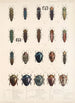 Insecta Coleoptera Pl 063 - Frederick DuCane Godman — visning af kunstværket