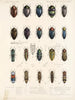 Insekter Coleoptera Pl 064 - Frederick Du Cane Godman — visning af kunstværket