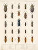 Insekter Coleoptera Pl 067 - Frederick Du Cane Godman — visning af kunstværket