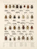 Insekter Coleoptera Pl 158 - Frederick Du Cane Godman — visning af kunstværket