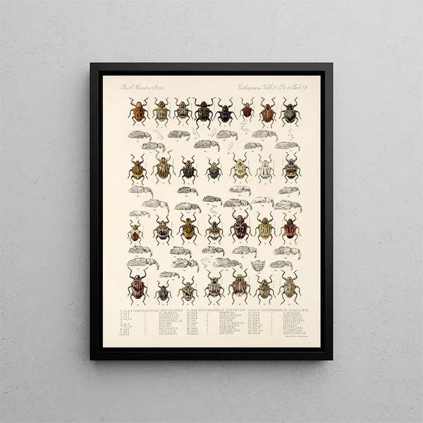 Frederick DuCane Godman - Insecta Coleoptera Pl 158.webp