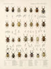 Insekter Coleoptera Pl 160 - Frederick Du Cane Godman — visning af kunstværket