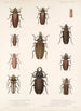 Insecta Coleoptera Pl 207 - Frederick DuCane Godman — visning af kunstværket