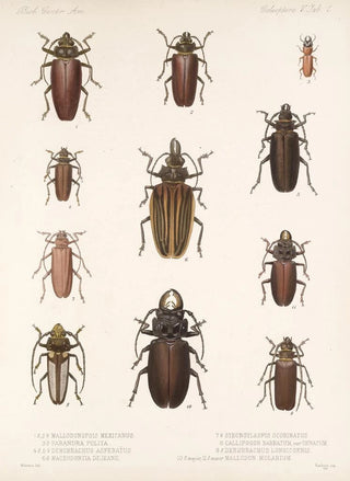 Frederick DuCane Godman - Insecta Coleoptera Pl 207.webp