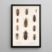 Insecta Coleoptera Pl 207 - Frederick DuCane Godman — indrammet kunstværk på væggen