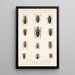 Insecta Coleoptera Pl 208 - Frederick DuCane Godman — indrammet kunstværk på væggen