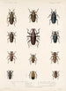 Insecta Coleoptera Pl 208 - Frederick DuCane Godman — visning af kunstværket