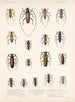 Insekter Coleoptera Pl 209 - Frederick Du Cane Godman — visning af kunstværket