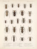 Insekter Coleoptera Pl 214 - Frederick Du Cane Godman — visning af kunstværket