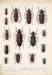 Insecta Coleoptera Pl 222 - Frederick DuCane Godman — visning af kunstværket