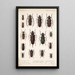 Insecta Coleoptera Pl 222 - Frederick DuCane Godman — indrammet kunstværk på væggen