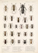 Insecta Coleoptera Pl 228 - Frederick DuCane Godman — visning af kunstværket