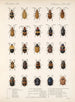 Insekter Coleoptera Pl 234 - Frederick Du Cane Godman — visning af kunstværket