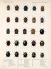 Insekter Coleoptera Pl 237 - Frederick Du Cane Godman — visning af kunstværket