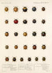 Insecta Coleoptera Pl 298 - Frederick DuCane Godman — visning af kunstværket