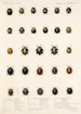 Insecta Coleoptera Pl 299 - Frederick DuCane Godman — visning af kunstværket