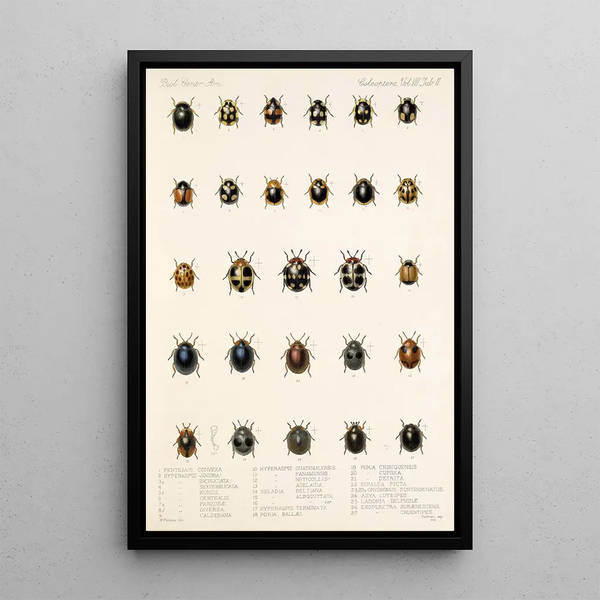 Frederick DuCane Godman - Insecta Coleoptera Pl 299.webp