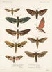 Insecta Lepidoptera Heterocera Pl 001 - Frederick DuCane Godman — visning af kunstværket