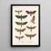 Insecta Lepidoptera Heterocera Pl 001 - Frederick DuCane Godman — indrammet kunstværk på væggen