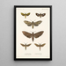 Insecta Lepidoptera Heterocera Pl 002 - Frederick DuCane Godman — indrammet kunstværk på væggen