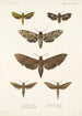 Insecta Lepidoptera Heterocera Pl 002 - Frederick DuCane Godman — visning af kunstværket