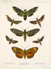 Insekter Lepidoptera Heterocera Pl 003 - Frederick Du Cane Godman — visning af kunstværket