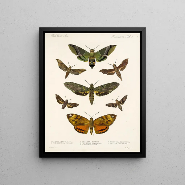 Frederick DuCane Godman - Insecta LepidopteraHeterocera Pl 003.webp