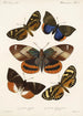 Insecta Lepidoptera Heterocera Pl 004 - Frederick DuCane Godman — visning af kunstværket