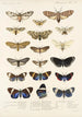 Insecta Lepidoptera Heterocera Pl 010 - Frederick DuCane Godman | Reproduction — visning af kunstværket