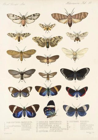 Frederick DuCane Godman - Insecta LepidopteraHeterocera Pl 010.webp