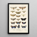 Insecta Lepidoptera Heterocera Pl 010 - Frederick DuCane Godman | Reproduction — indrammet kunstværk på væggen