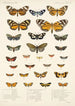 Insecta Lepidoptera Heterocera Pl 012 - Frederick DuCane Godman — visning af kunstværket
