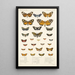 Insecta Lepidoptera Heterocera Pl 012 - Frederick DuCane Godman — indrammet kunstværk på væggen